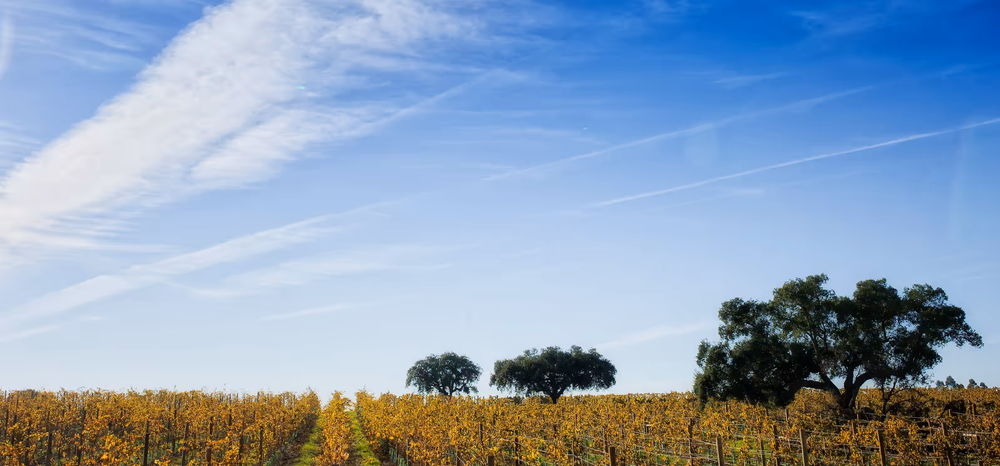 Herdade Dos Grous fields